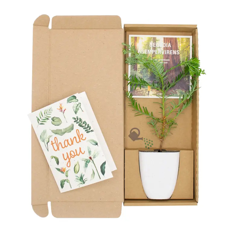 Gift tree in box